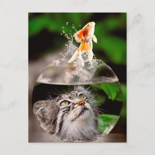 cat and goldfish postcard