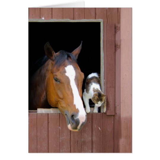 Cat and horse - horse ranch - horse lovers card