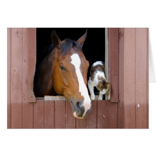 Cat and horse - horse ranch - horse lovers card