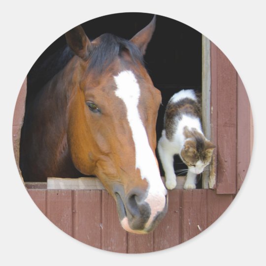 Cat and horse - horse ranch - horse lovers classic round sticker