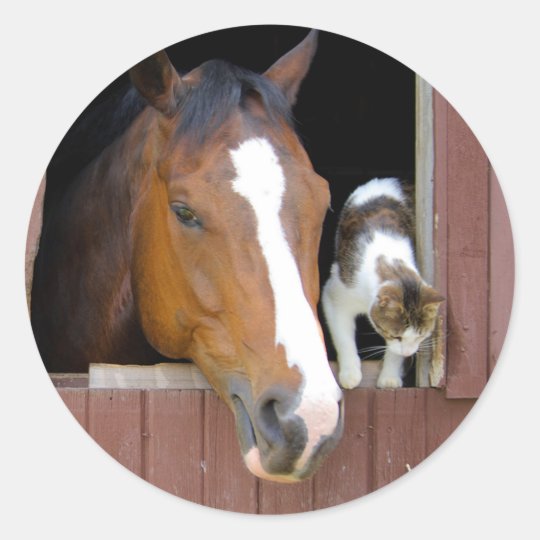 Cat and horse - horse ranch - horse lovers classic round sticker