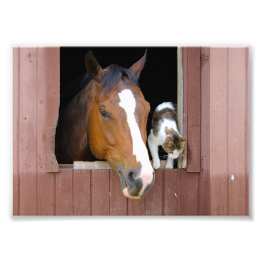 Cat and horse - horse ranch - horse lovers photo print
