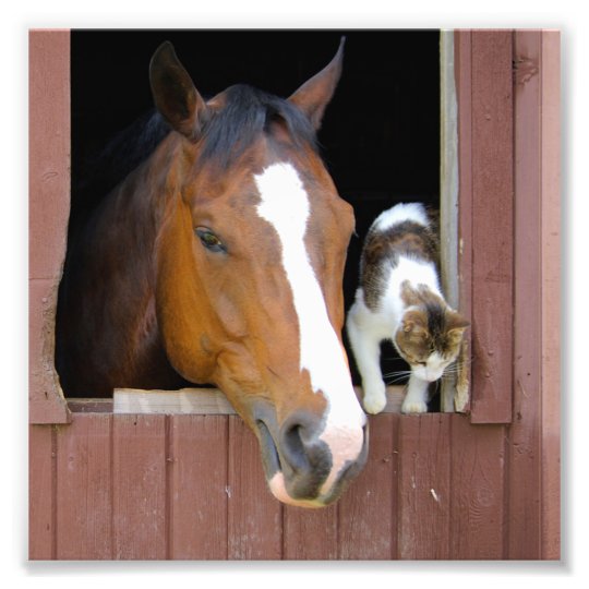 Cat and horse - horse ranch - horse lovers photo print