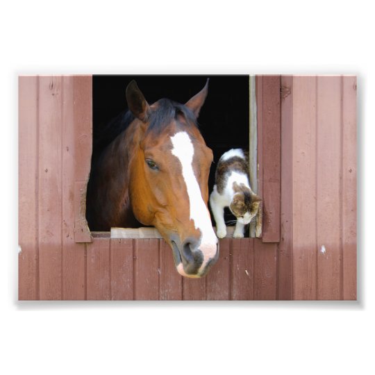 Cat and horse - horse ranch - horse lovers photo print