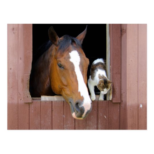 Cat and horse - horse ranch - horse lovers postcard
