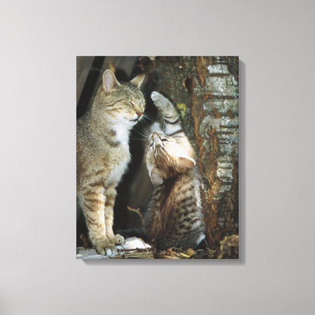 Cat and Kitten by Tree Canvas Print (Front)