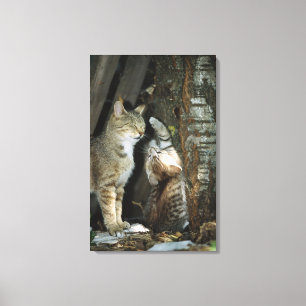 Cat and Kitten by Tree Canvas Print