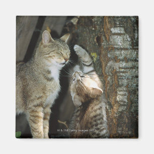 Cat and Kitten by Tree Magnet