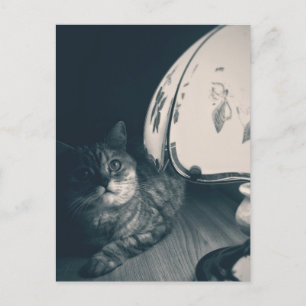 Cat and Lamp Noir Style Photograph Postcard