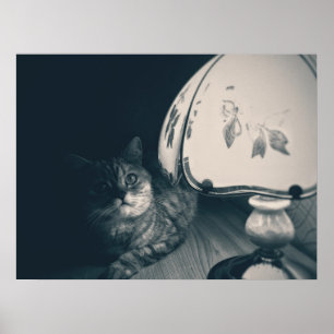 Cat and Lamp Noir Style Photograph Poster