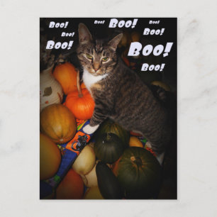 Cat and Pumpkin Boo Halloween Postcard