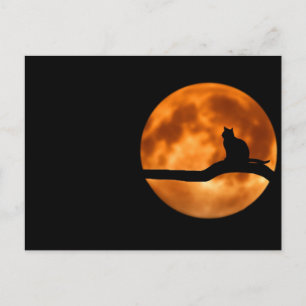 Cat and the moon postcard