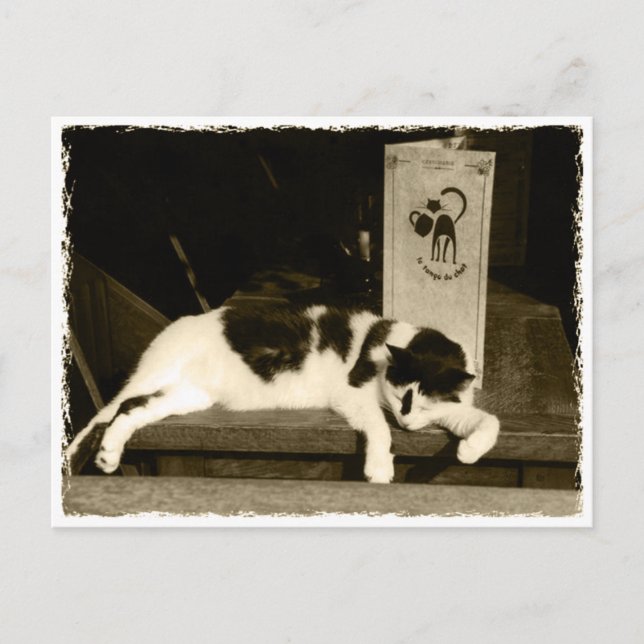 Cat at a restaurant near menu in Paris, France Postcard (Front)