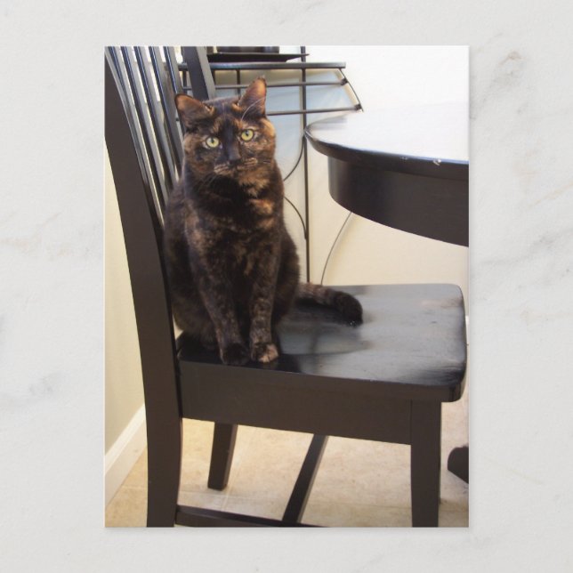 cat at table chair postcard (Front)