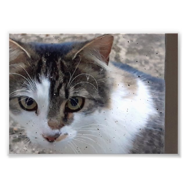 Cat at the window photo print (Front)