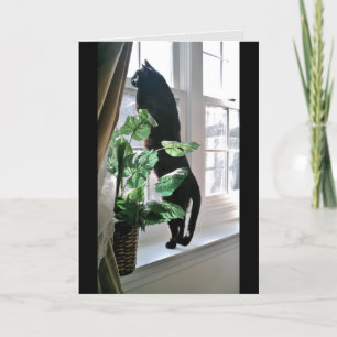 Cat at Window Note Card