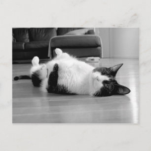 Cat Attitude Postcard