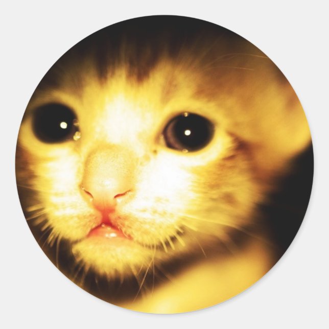cat baby classic round sticker (Front)