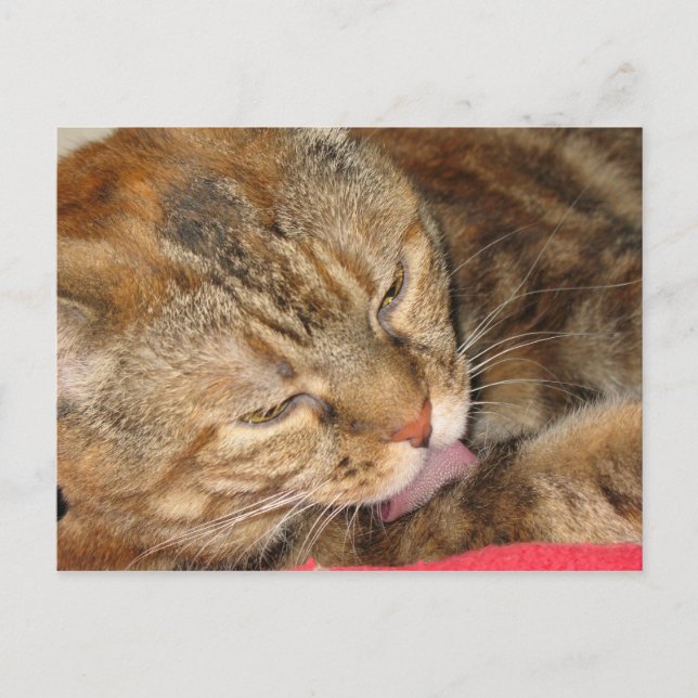 cat bath postcard (Front)