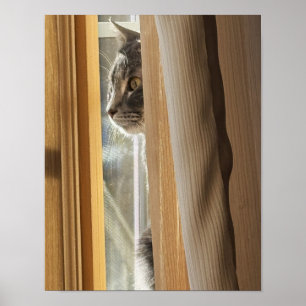 Cat Behind Curtain Poster