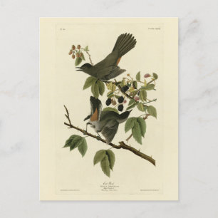 Cat Bird (Grey Catbird) Audubon's Birds of America Postcard