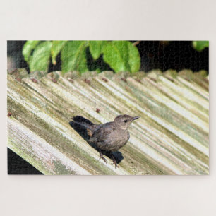 Cat Bird Jigsaw Puzzle