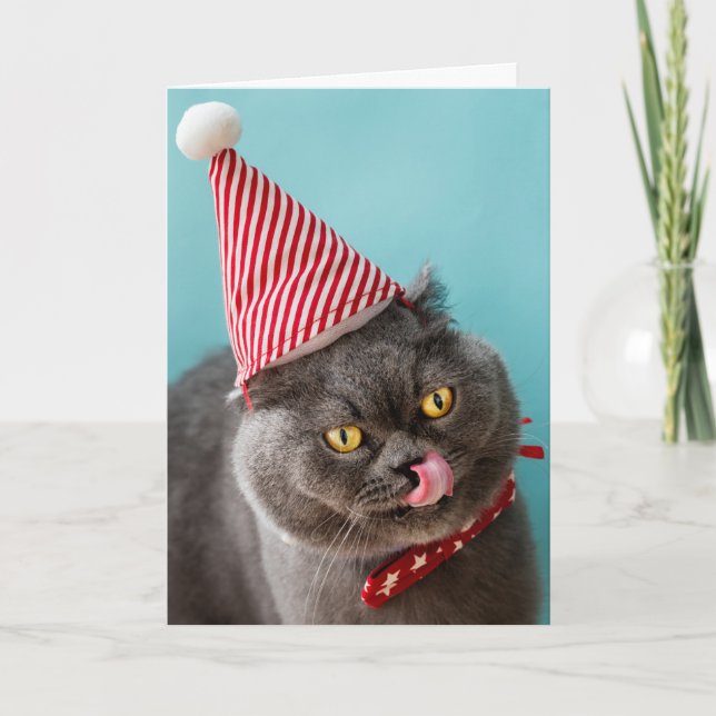 Cat Birthday Humour Card (Front)