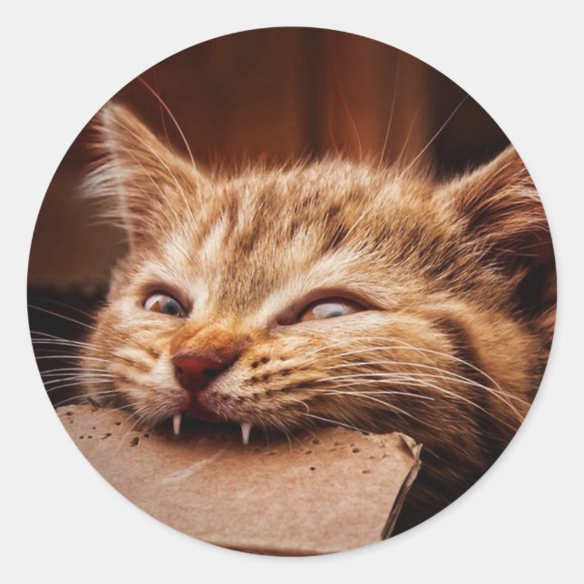 Cat biting cardboard box classic round sticker (Front)