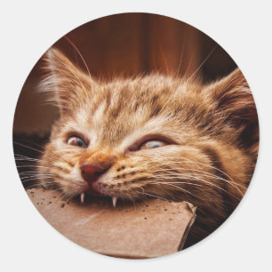 Cat biting cardboard box classic round sticker