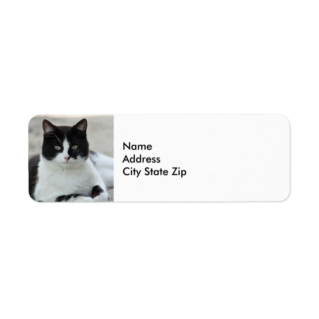 Cat Black and White Tuxedo Photo (Front)