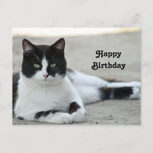 Cat Black and White Tuxedo Photo Birthday Postcard