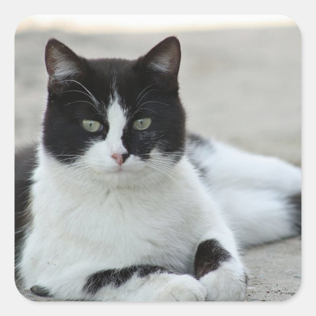 Cat Black and White Tuxedo Photo Square Sticker (Front)