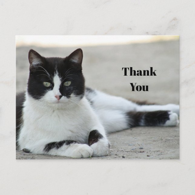 Cat Black and White Tuxedo Photo Thank You Postcard (Front)