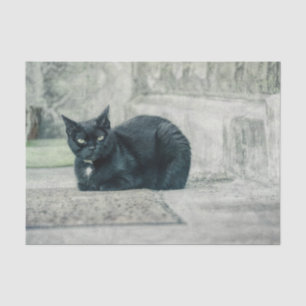 Cat Black Cute Vintage Antique Decoupage Tissue Paper