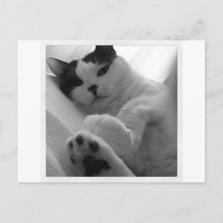 Cat Black & White Postcard