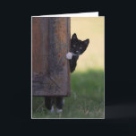 Cat blank card - sympathy, thank you, birthday!<br><div class="desc">Use this fun picture to greet anybody with anything - their birthday,  sympathy,  congratulations,  or a thank you! Great to have on hand. Blank inside so you can customize it on Zazzle online or hand-write a message.</div>