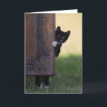 Cat blank card - sympathy, thank you, birthday!<br><div class="desc">Use this fun picture to greet anybody with anything - their birthday,  sympathy,  congratulations,  or a thank you! Great to have on hand. Blank inside so you can customize it on Zazzle online or hand-write a message.</div>
