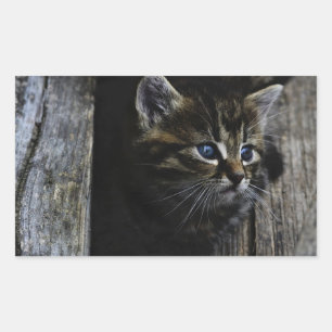 Cat blue eyes sticker