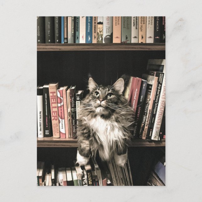 Cat Bookshelf Bookcase Postrcossing  Postcard (Front)
