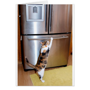 Cat breaking into fridge, believe in yourself card