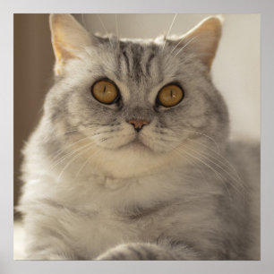 Cat, British short hair, Feline Poster