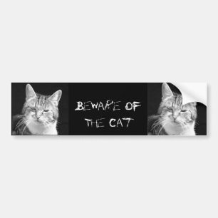 cat bumper sticker