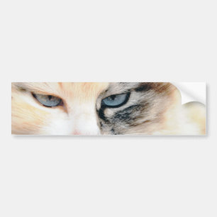 Cat Bumper Sticker