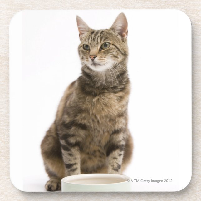 Cat by bowl coaster (Front)
