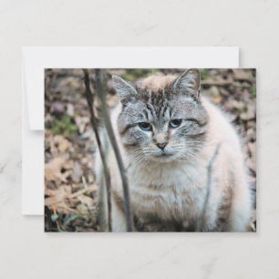 Cat Card