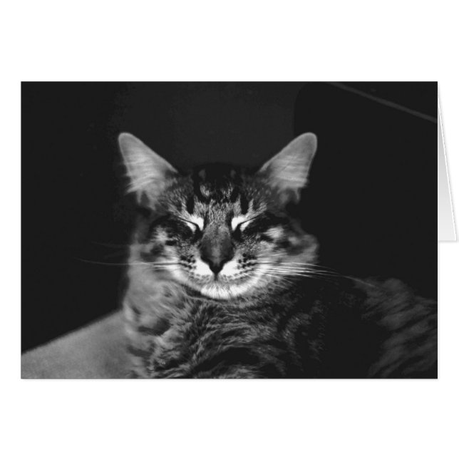 Cat Card #3 (Front Horizontal)