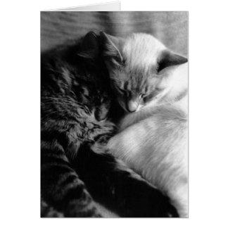 Cat Card #5