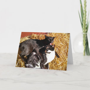 Cat Card Cats In Love I Love You