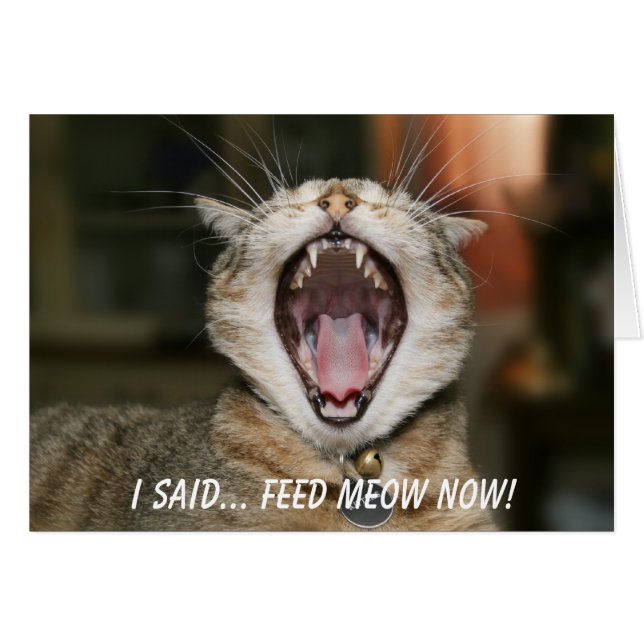 Cat Card  - Feed Meow Now! (Front Horizontal)
