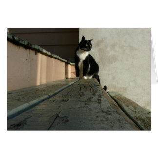 Cat cards, Brian in Albert Park